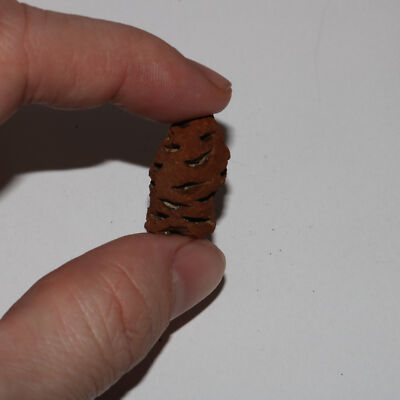 Meta Sequoia Pine Cone Fossil - 100% Authentic, Original, and Genuine Hell Creek