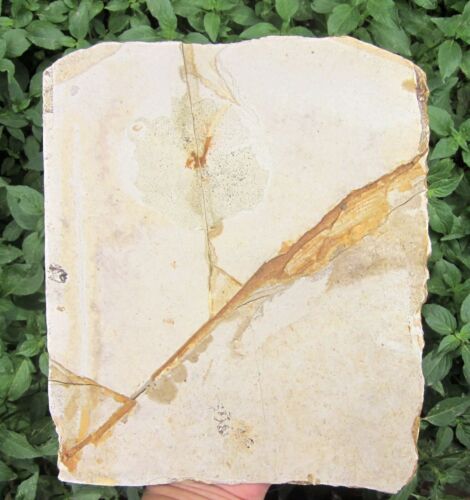 Mesozoic Cretaceous Period Jehol Biota Enantiornis BirdLeg Confuciusornis Fossil - Picture 2 of 19