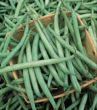 20 Organic Kentucky Wonder Pole Bean Seeds - Large Yields -Garden Classic