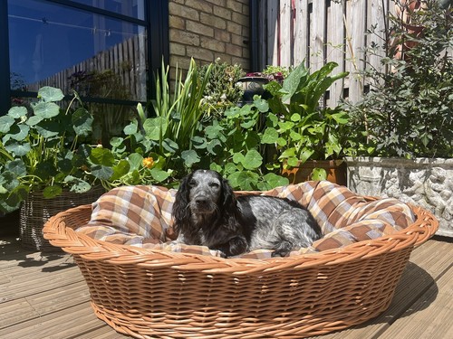 willow dog basket