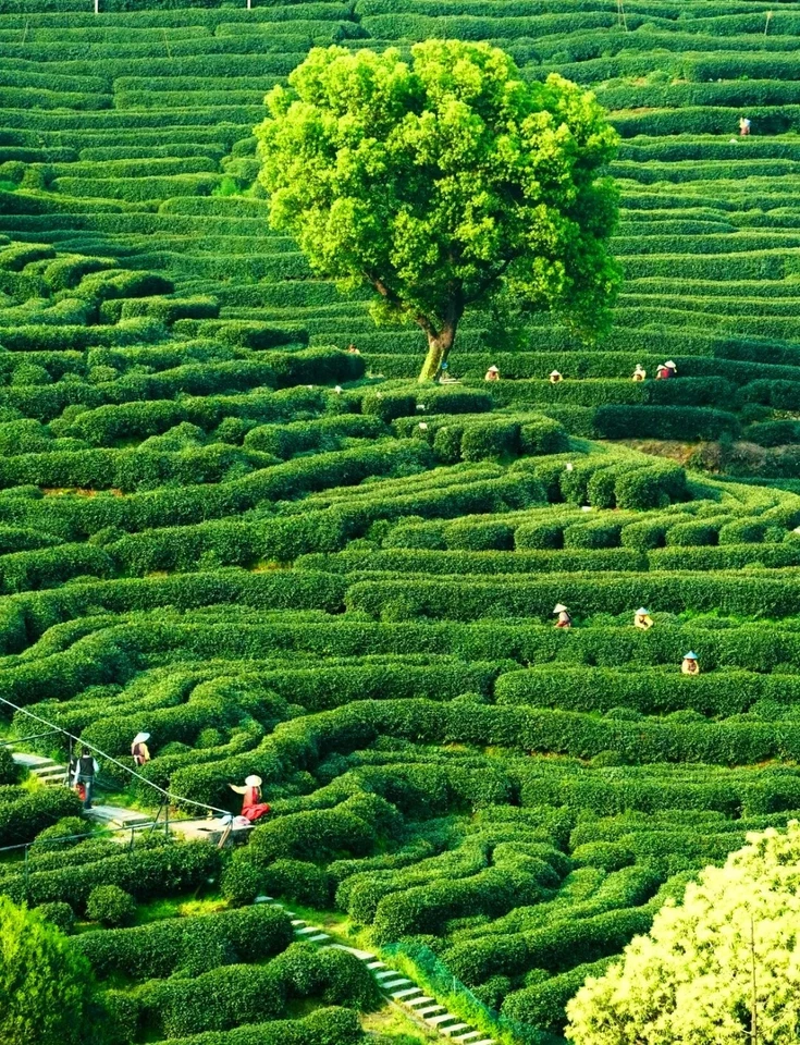 20 Pcs Chinese Green Tea Seeds, Camellia Sinensis Seed, Herbal Teas for Planting - Image 4 of 4