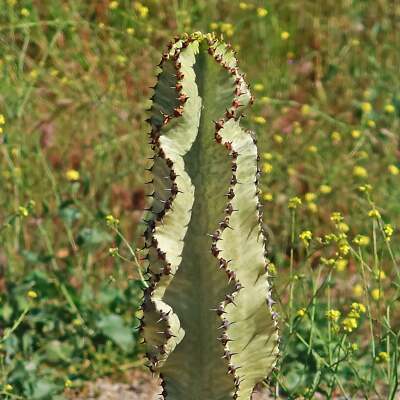 exploding cactus Cactus Explosion Thank You Greeting Card: Single Card