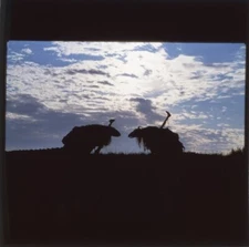 The Dark Crystal urYod Mystic Numerologist Original 2.25 x 2.25 Transparency