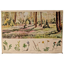 Pine Forest-Borne - 1982 Soviet Original - Big Poster Flora USSR