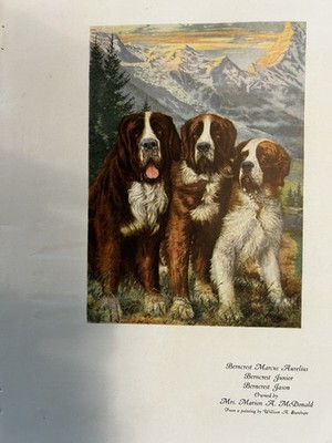 Antique Saint Bernard C1900 Print Of Three Dogs