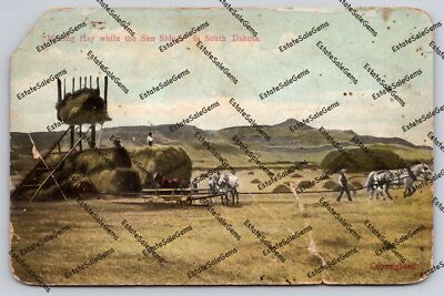 Vintage Postcard Making Hay While The Sun Shines In South Dakota