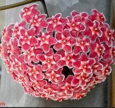 Hoya Pubicalyx Pink/Silver Rooted Plant  3" Pot