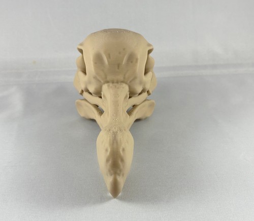 Replica animal bird skull extinct Dodo ornament taxidermy - 第 6/6 張圖片