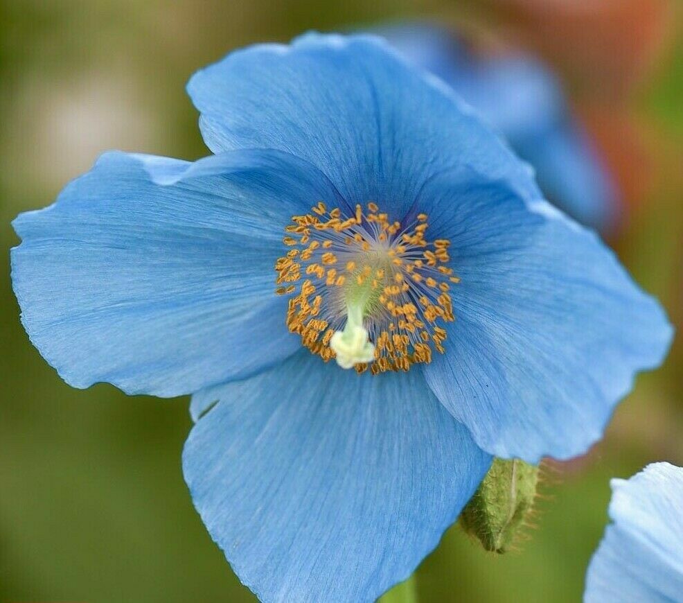 100 Himalayan Flowers