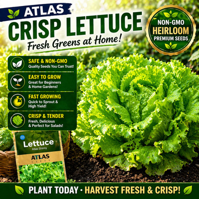 SafeHarvest Crisp Lettuce Seeds Non-GMO Easy Grow Home Garden Variety