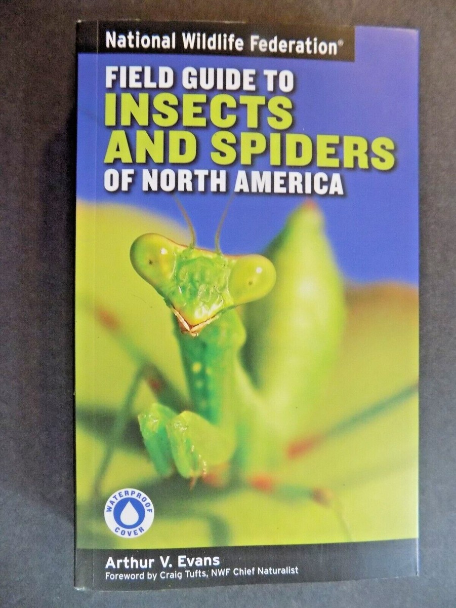 Spider Identification Chart United States