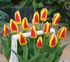 10 - Kaufmanniana Tulip Stresa Flower Bulbs  * EARLY SPRING BLOOMER