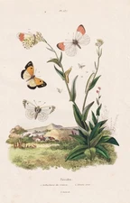 Pierides Schmetterlinge Puppen Insekten Raupen Stahlstich Guerin-Meneville 1838