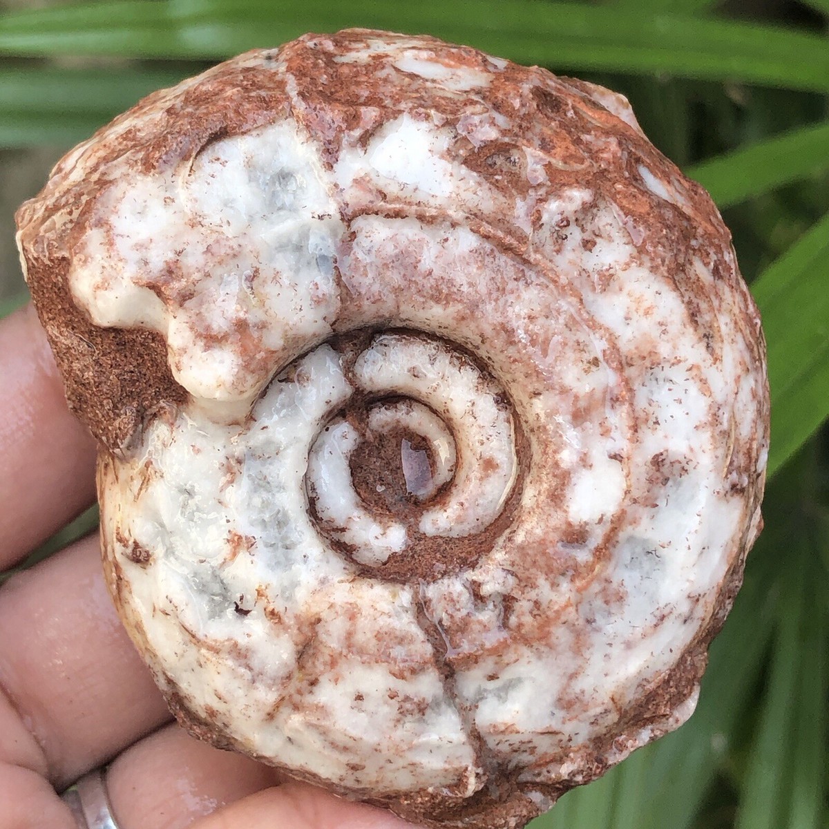 159G AMAZING PERMIAN WHOLE AMMONITE FOSSIL CALCITE MOLLUSCA | eBay