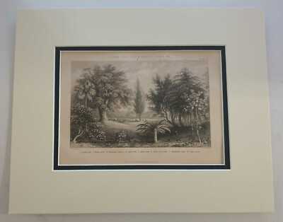 BLACKIE & SON Cork Oak, Jack-Fruit Trees (1874 Botanical Engraving)