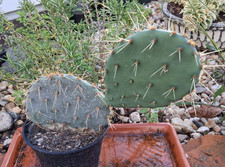 Opuntia azurea frosthart Kakteen Kaktus