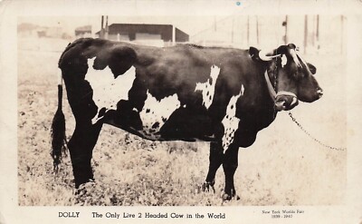 Circus RPPC Dolly 2 Headed Cow In The World Cattle Photo Postcard H16