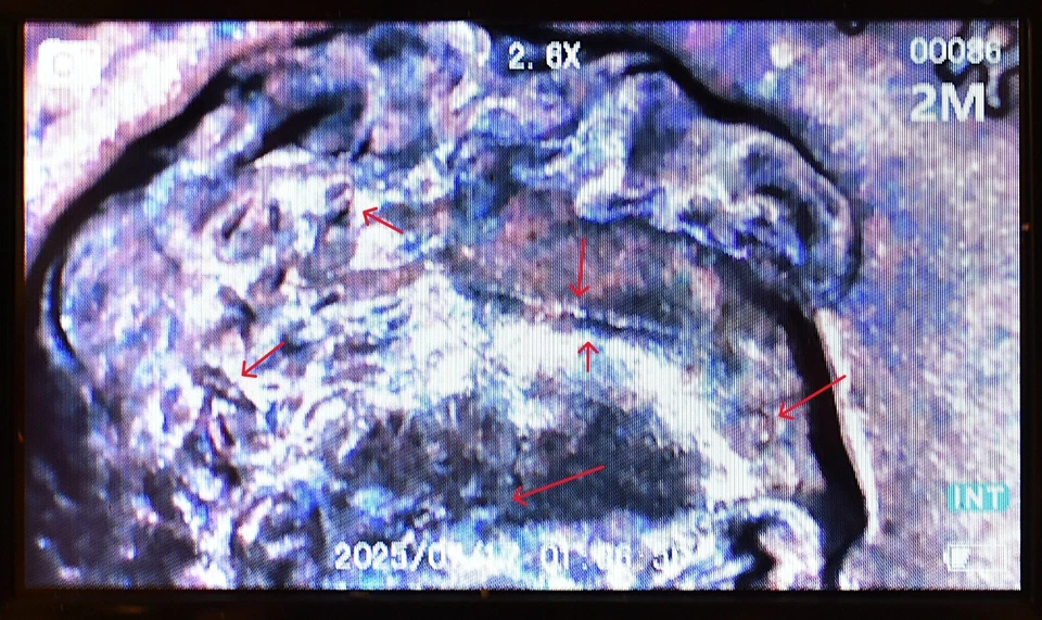 1953 D Penny Error Red Rainbow Nice Shattered Die, Double Die, Double Wheat Ear - Image 3 of 4