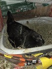 12 BROWN POSSIBLE LARGE FOWL RHODE ISLAND, JERSEY GIANT, COCHIN... — photo 10