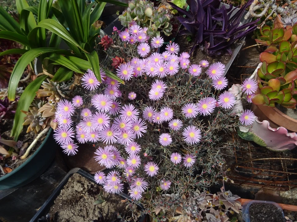 lot=2m,45 en tout dentelles ,broderies ,jours ,fait main mercerie ancienne - Photo 4/4