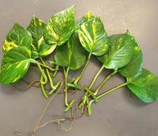 Golden Pothos cuttings with strong roots .10 leaves with roots