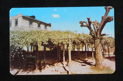 1950s Rose Bush White Lady Banksia Rose Tree Inn Patio Tombstone AZ Cochise Co