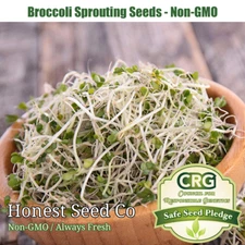 Broccoli Seeds for Sprouting | Non-GMO | Fresh Sprouting Seeds