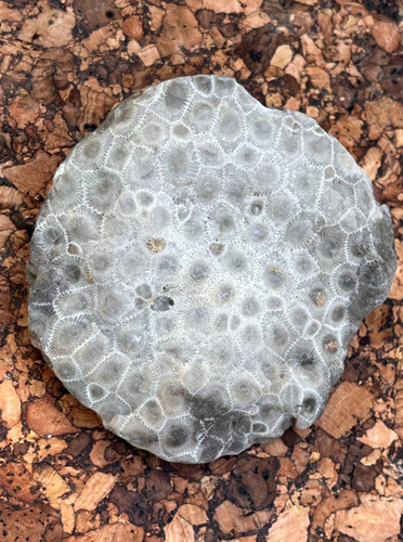 Lake Michigan Raw Unpolished Fossil Soup Coral Head ~ Petoskey Stone