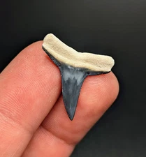 Gorgeous Large Blue Lemon Shark Tooth BV Florida Gem Megalodon Era