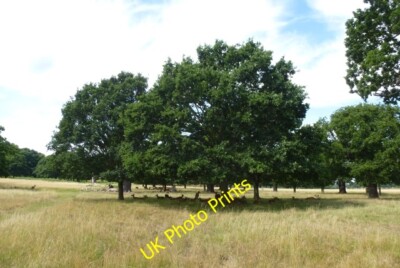 Photo 6x4 Deer sheltering Putney Some of the many deer sheltering under a c2015