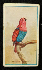 Red Sided Eclectus Sniders Abrahams Cigarette Card Animals & Birds Ser. A/G 1910