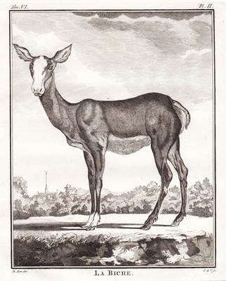 biche doe deer Damhirschkuh Jagd hunting Kupferstich engraving Buffon 1780