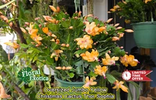 Oversized Jumbo Yellow Thanksgiving Cactus Thor Sophia - in Full Buds