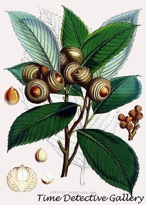 Botanical Illustration of Quercus Lamellosa (Oak)