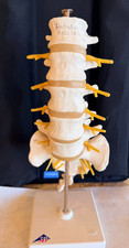 Lumbar Spine Model A74 - 3B Scientific