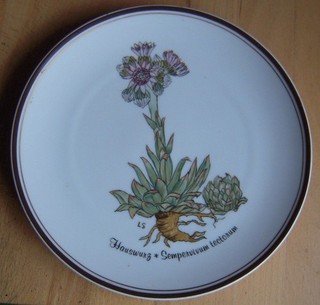 Rosenthal Teller Loki Schmidt Nr.8 Hauswurz ClassicRoseCollection