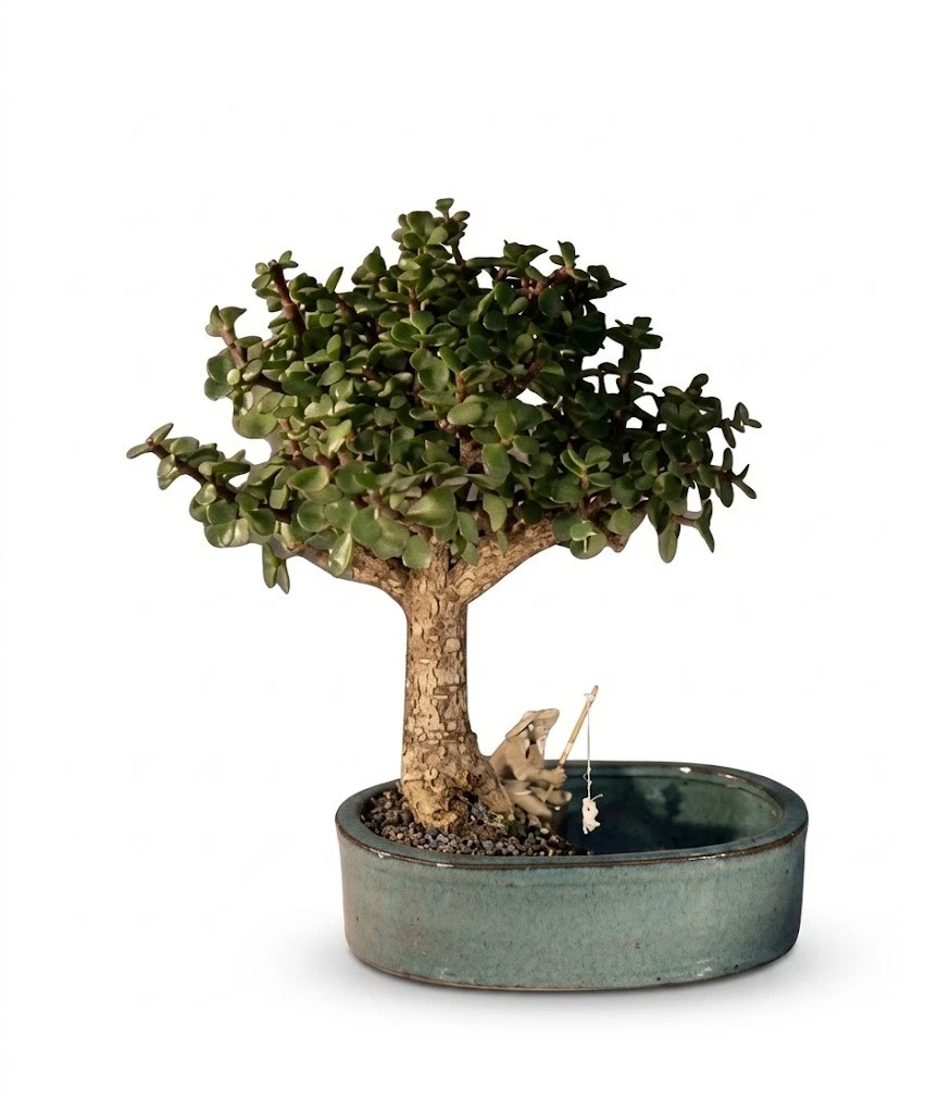 evergreen bonsai tree Gorgeous Juniper Bonsai main image 1