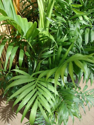 Chamaedorea elegans Parlor Palm 10 seeds | eBay