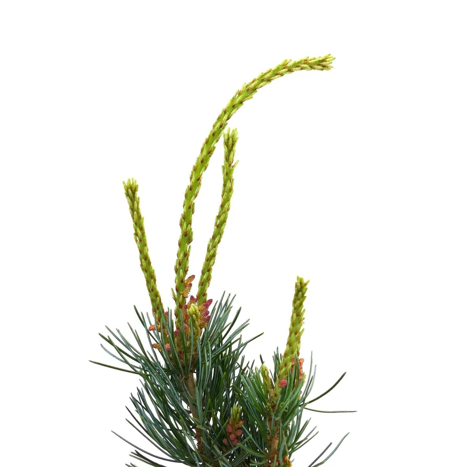 Pinus parviflora -  - Pino bianco giapponese | Pino a cinque aghi - Bild 3 von 4