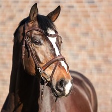 % Kavalkade Trense EveryDay schwarz & braun UVP €139,90 -Reitsport NuddelHof -NH