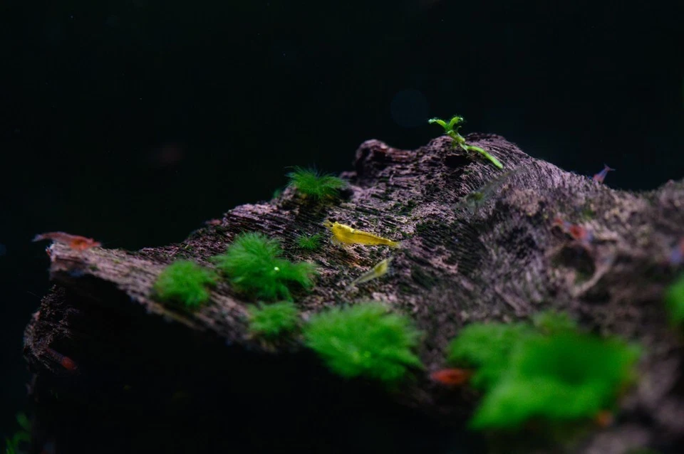 Шов оазис - 20 + смесь цвета Neocaridina креветки живой гарантии + Бесплатная доставка - Изображение 4 из 4