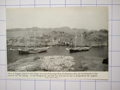 Ragged Island Coast Barge Flotte von Schonern Angeln Dorsch Fisch gelegt Export 1948