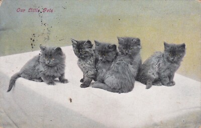 ANPC354) PC 5 black Kittens, Our Little Pets, used 