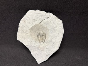 Trilobite-Ultra Rare Waldron Shale Dalmanites halli from Indiana-Fossils Crinoid