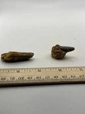 Spinosaurus 2” Set TOOTH  Teeth Dinosaur Fossil before T Rex Cretaceous SC 375