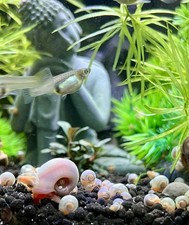 5 Pink Ramshorn snails Fresh Water