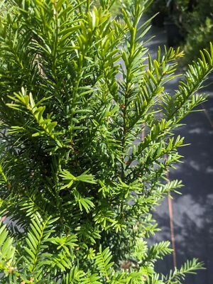 Eibenhecke, europische Eibe, Heckeneibe, Taxus baccata, 40-60 cm groe  Pflanze | eBay.de