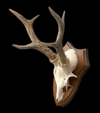 Rehbock-Trophäe | 6-Ender |  1970er-Jahre