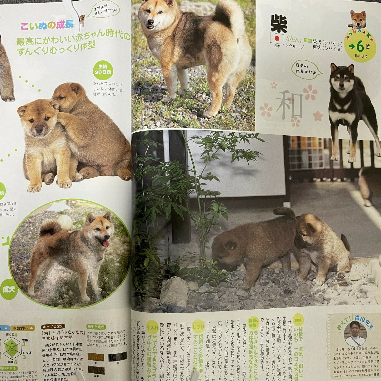World And Japan Dog Lovers Magazine 14 252 Varieties Of Dog Used Japan Ebay