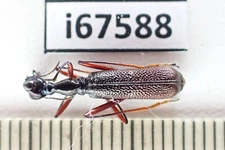 i67588. Cicidelidae sp. Vietnam, Kon Tum